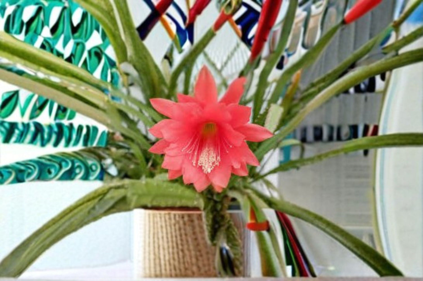 Epiphyllum Fernegeisler Cuttings – Epiphyllum spp. – Vibrant Flowering Cactus – Indoor or Outdoor Plant Propagation