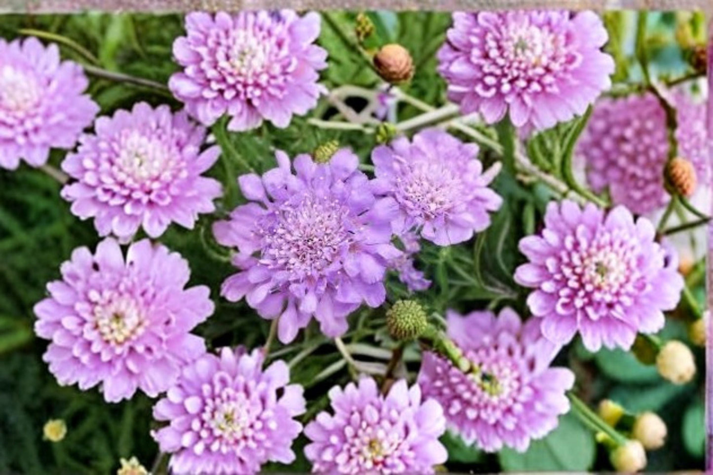 Scabiosa Pincushion Flower Plant – Perennial Blue, Purple, White – Scabiosa spp. for Borders, Pollinator Garden
