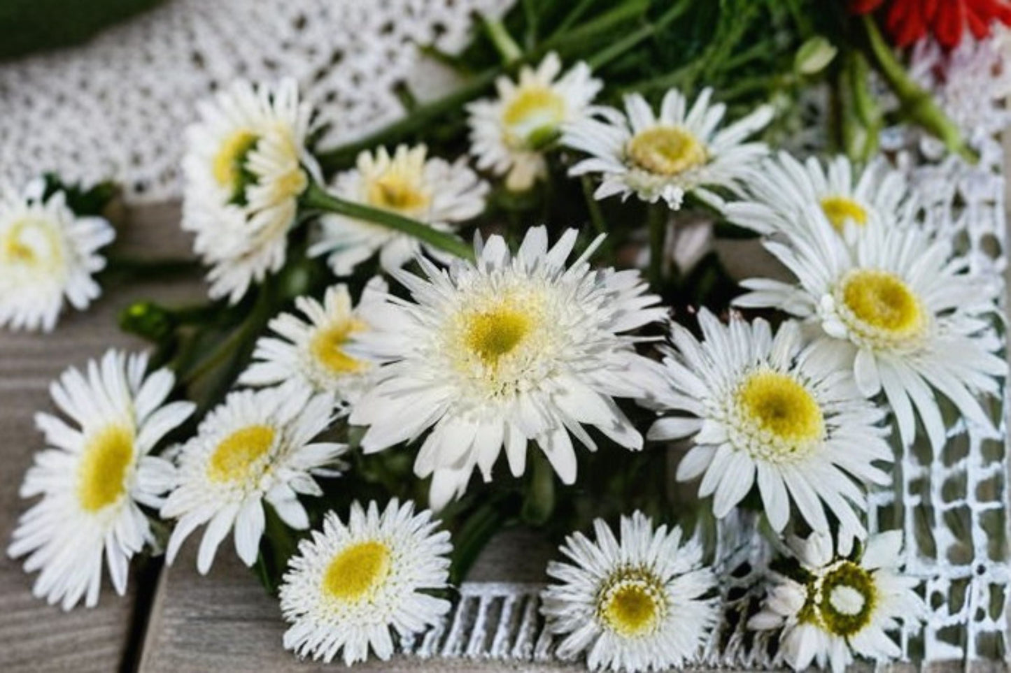 Shasta Daisy Plant – Leucanthemum superbum – Perennial Flower with White Petals and Yellow Center – Garden, Landscape, Pollinator Attracting