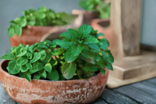 Mint Berries & Cream Live Starter Plant – Mentha Variety, Aromatic, Culinary & Decorative, Fresh Flavor