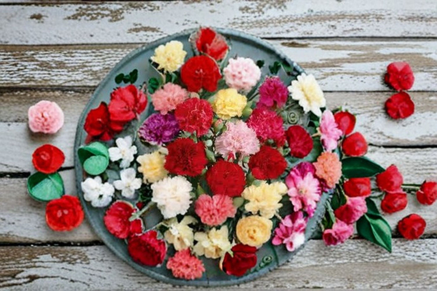 Dianthus Carnation Plant – Fringed Blooms, Fragrant, Easy Care, Garden Border or Container, Dianthus spp.