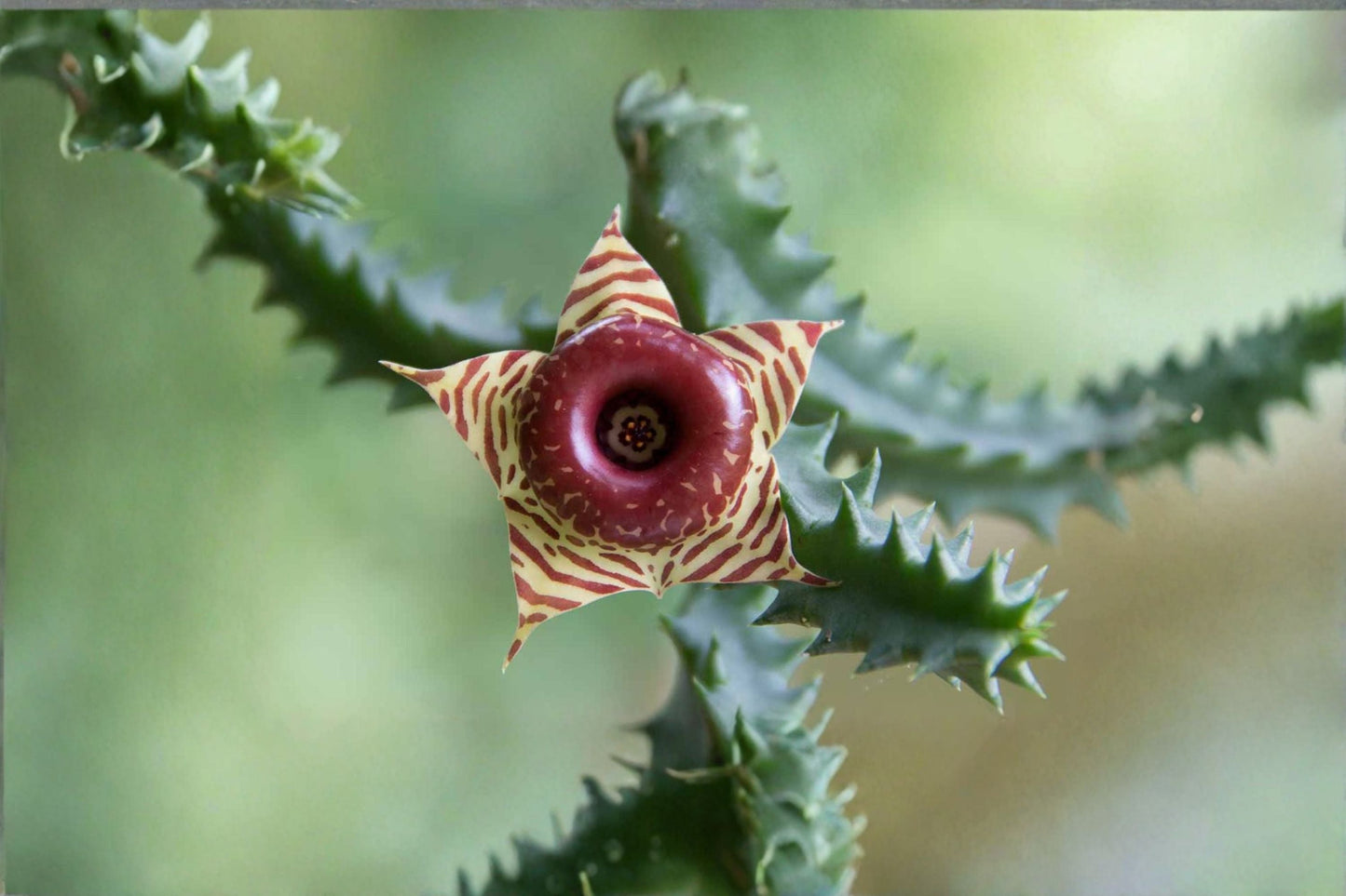 Huernia zebrina Succulent with 3 Offsets, Striped Lantern-Shaped Stems, Easy Care Indoor or Outdoor Plant