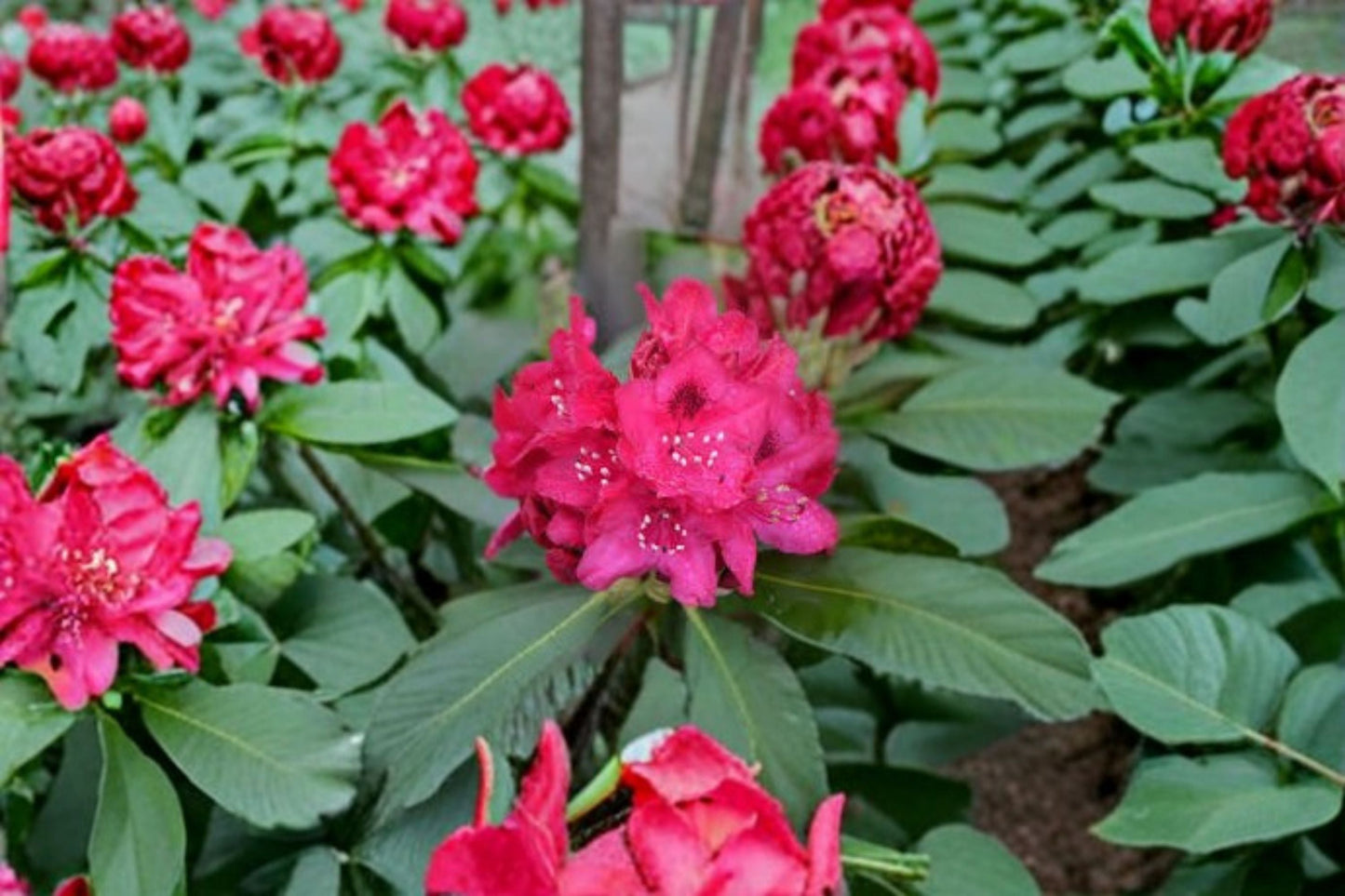 Rhododendron Nova Zembla Live Starter Plant in 8-Inch Pot, Deep Red Blooms, Hardy Shrub for Gardens and Landscapes