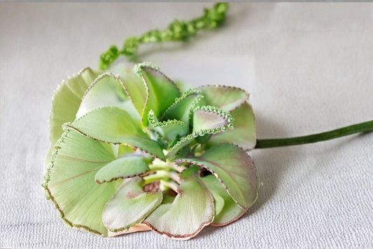 Mother of Thousands Succulent Live Plant in 2 Inch Pot, Kalanchoe daigremontiana, Easy-Care Starter Plant
