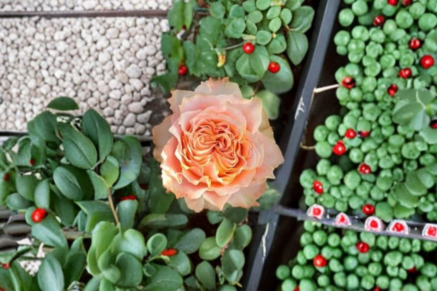 Living Coral Rose Plant – Coral Pink Floribunda – Own Root Live Flowering Rose for Garden & Landscape
