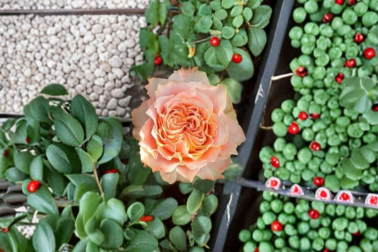 Living Coral Rose Plant – Coral Pink Floribunda – Own Root Live Flowering Rose for Garden & Landscape