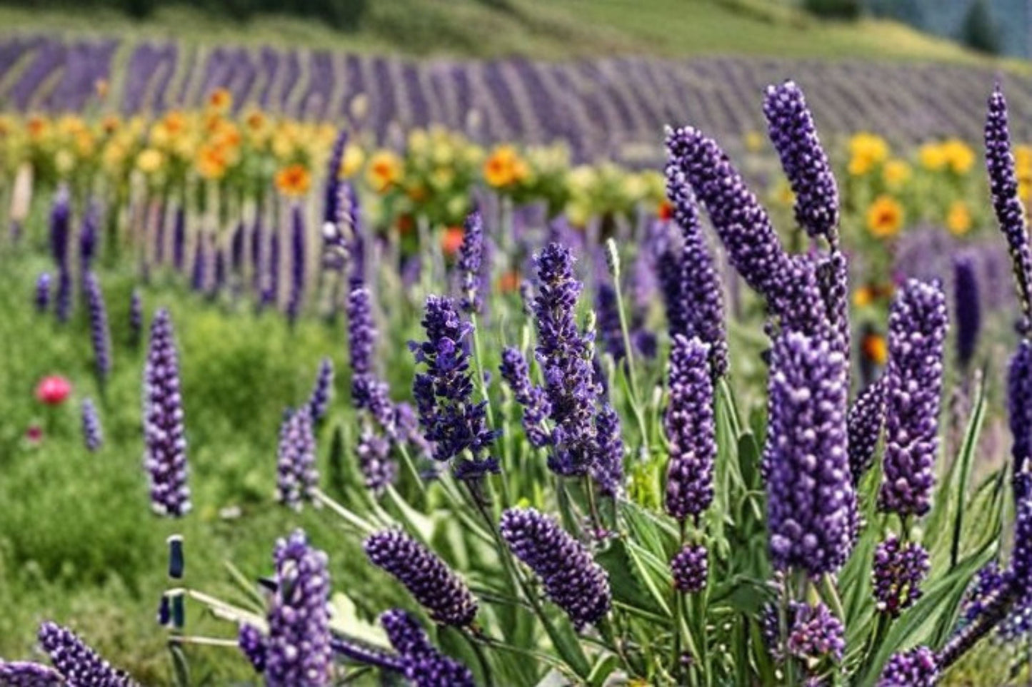 Blue Spear Lavender Plant – Lavandula angustifolia – Fragrant Blue-Purple Spikes for Gardens, Borders, and Containers