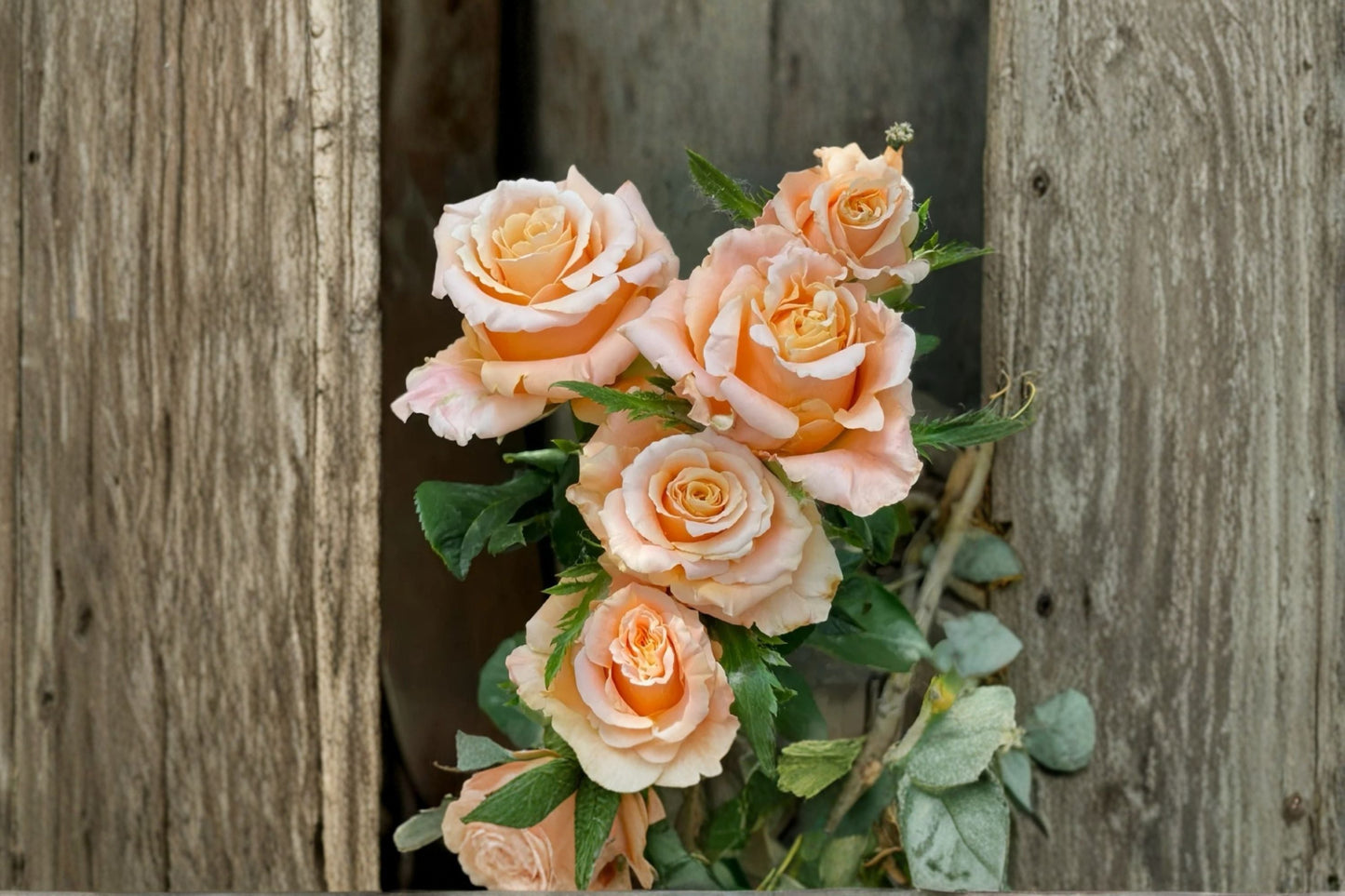 Shimmer Rose Live Plant – Yellow Pink Gradient Cut Rose – Brighten Indoor Garden or Home Decor with Elegant Bloom