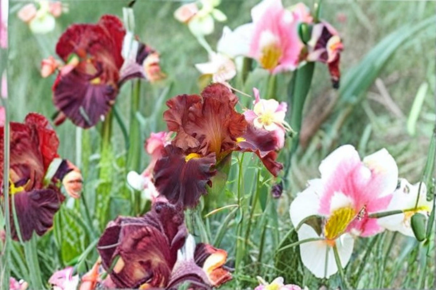 Valentino Iris Live Plant – Brick Red Bearded Iris Perennial – Iris germanica – Garden Flower, Hardy, Easy Care