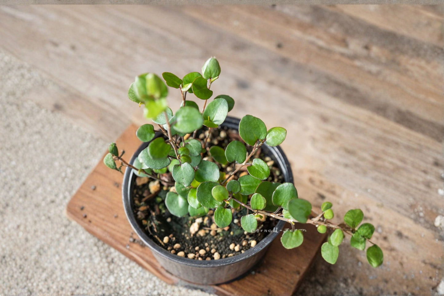 Angel Wire Vine Live Starter Plant – Muehlenbeckia complexa, Climbing Ground Cover, Wire-Like Stems, Indoor & Outdoor Gardening