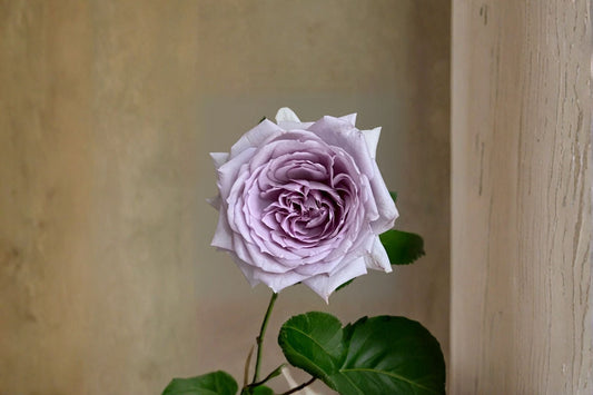 Noble Shine Rose Live Plant – Japanese Own Root Cut Rose – Vibrant Blooms, Easy Care, Garden Flower, Rosa hybrida