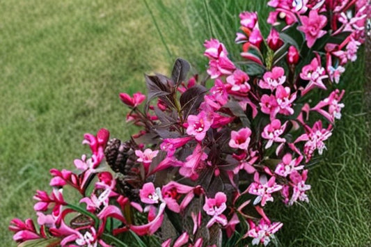 Mixed Weigela Live Shrub – Colorful Flowering Bush with Varied Blooms – Weigela florida