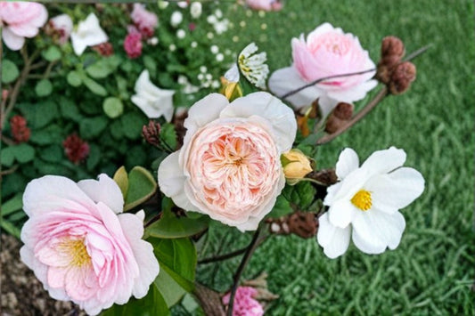 Hanxian Climbing Rose Live Plant – Pink Repeat Blooming Cut Rose for Gardens, Fences, Trellises