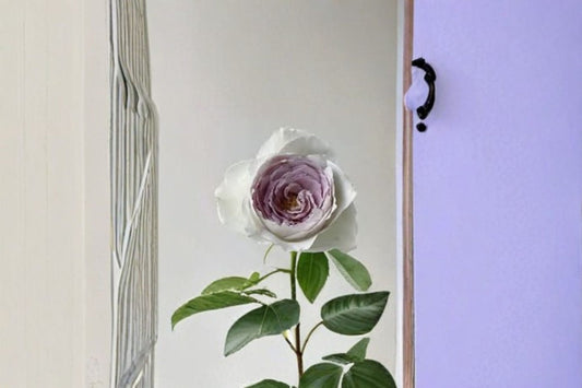 Milky Pearl Rose Live Plant – Own Root Repeat Cut Rose with Fragrant Blooms – Rosa ‘Milky Pearl’