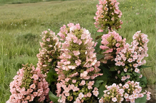 Munchkin Dwarf Oakleaf Hydrangea Live Plant – 1 Pint – Hydrangea quercifolia 'Munchkin' – Compact Shrub for Small Gardens & Containers