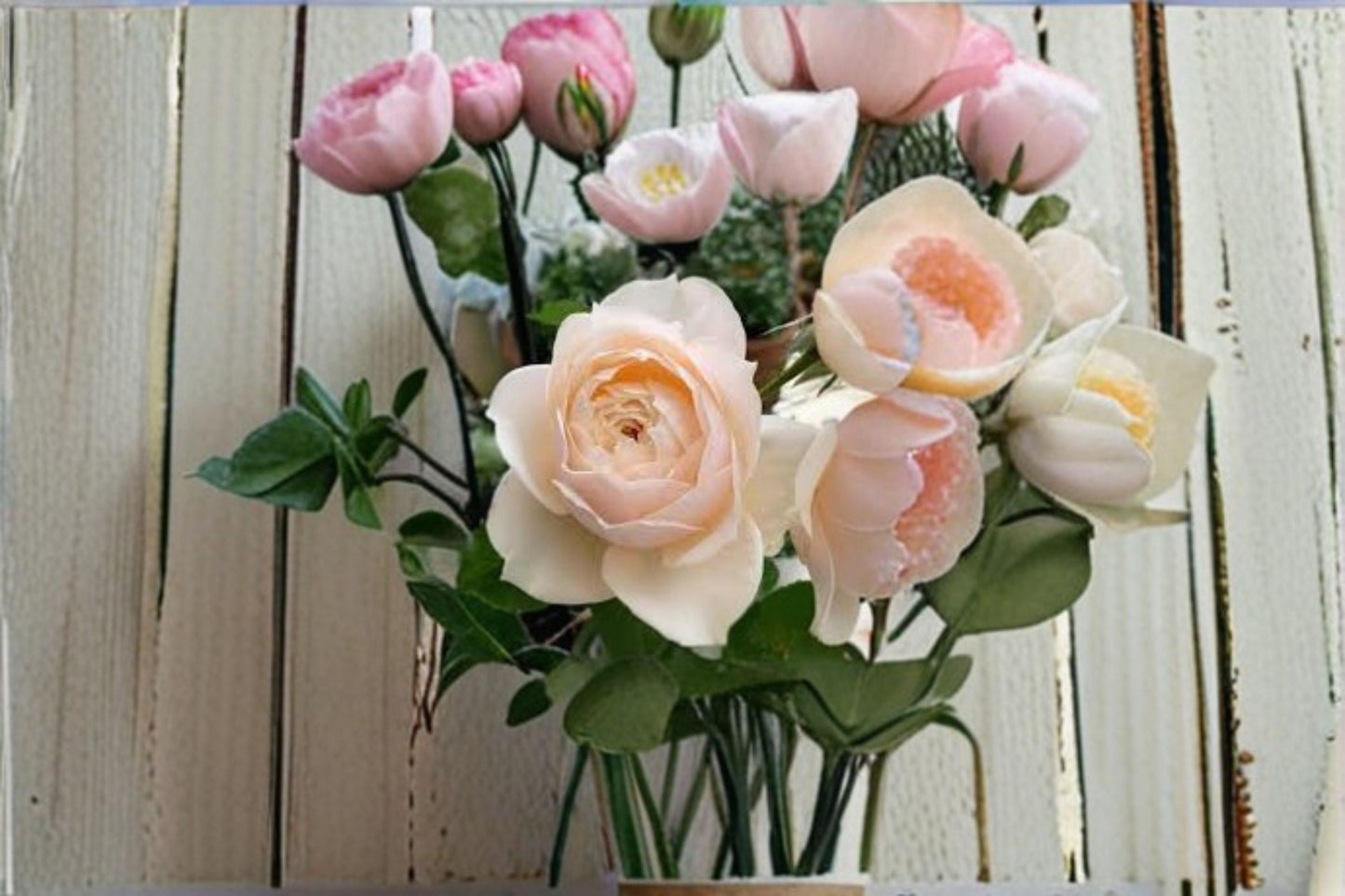 Totoro Rose Live Plant – Cream Apricot Austin Style Rose – Fragrant Garden Flower – Rosa 'Totoro'