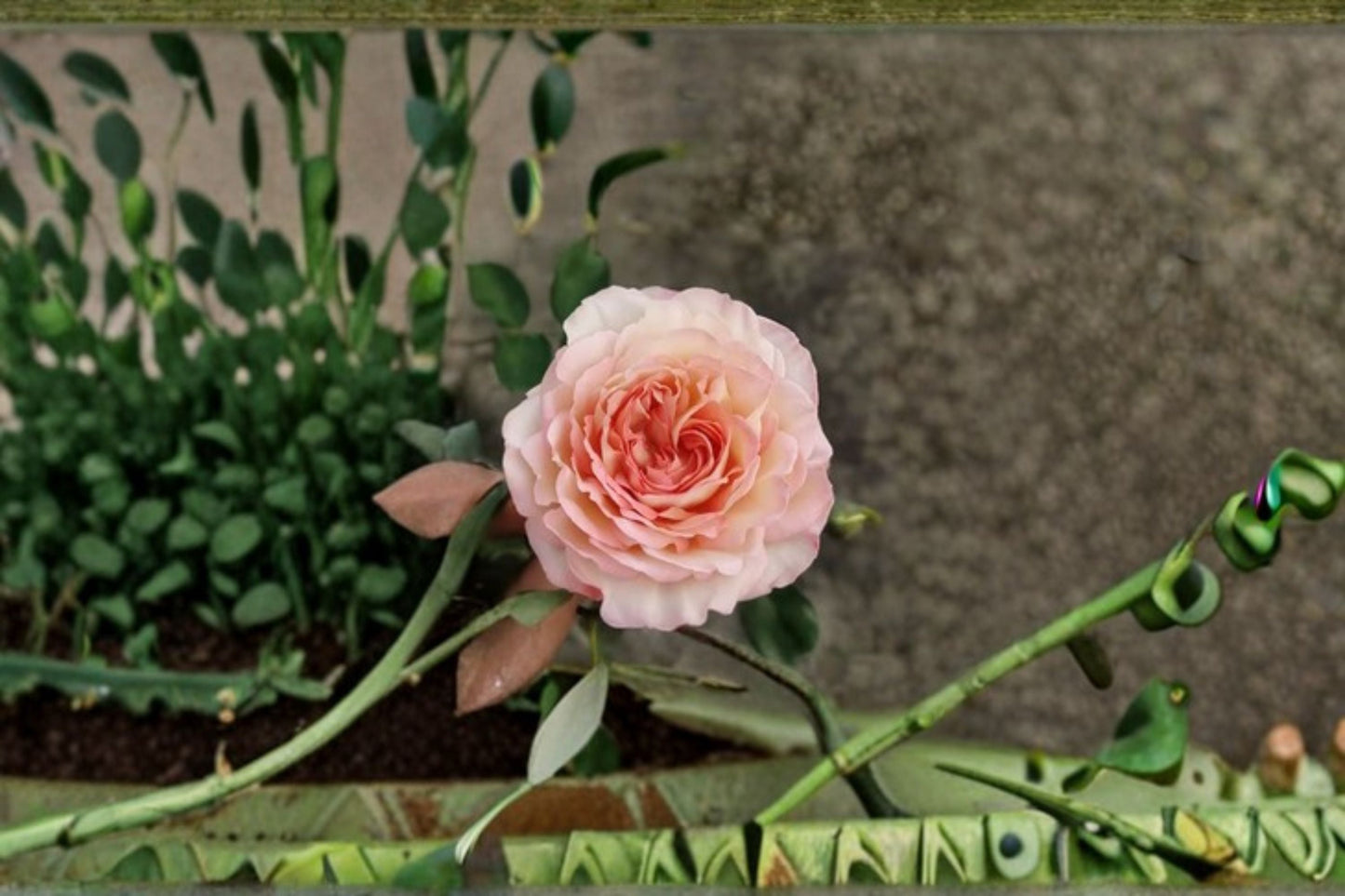 Yves Rose Live Plant – Fragrant Japanese Repeat Blooming Rose – Rosa x odorata var. japonica