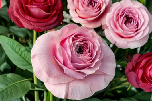 Peony Kiss Rose Plant – Rosa sp. – Fragrant Blooming Flower for Garden and Landscape