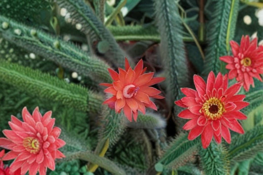 Hildewintera Mini Plant – Hybrid Cactus with Green Rounded Stems – Easy Care Succulent, Hildewintera Hybrids