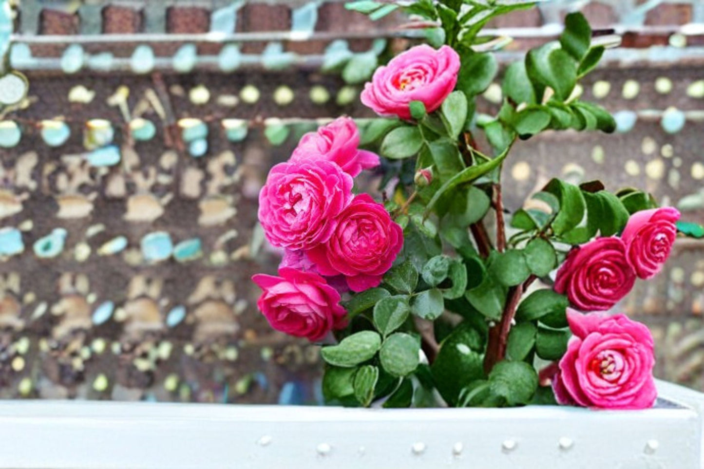 PowerPuff Pink Rose Live Plant – 1.5 Gal Pink Floribunda Rose – Fragrant Garden Flower – Rosa hybrid