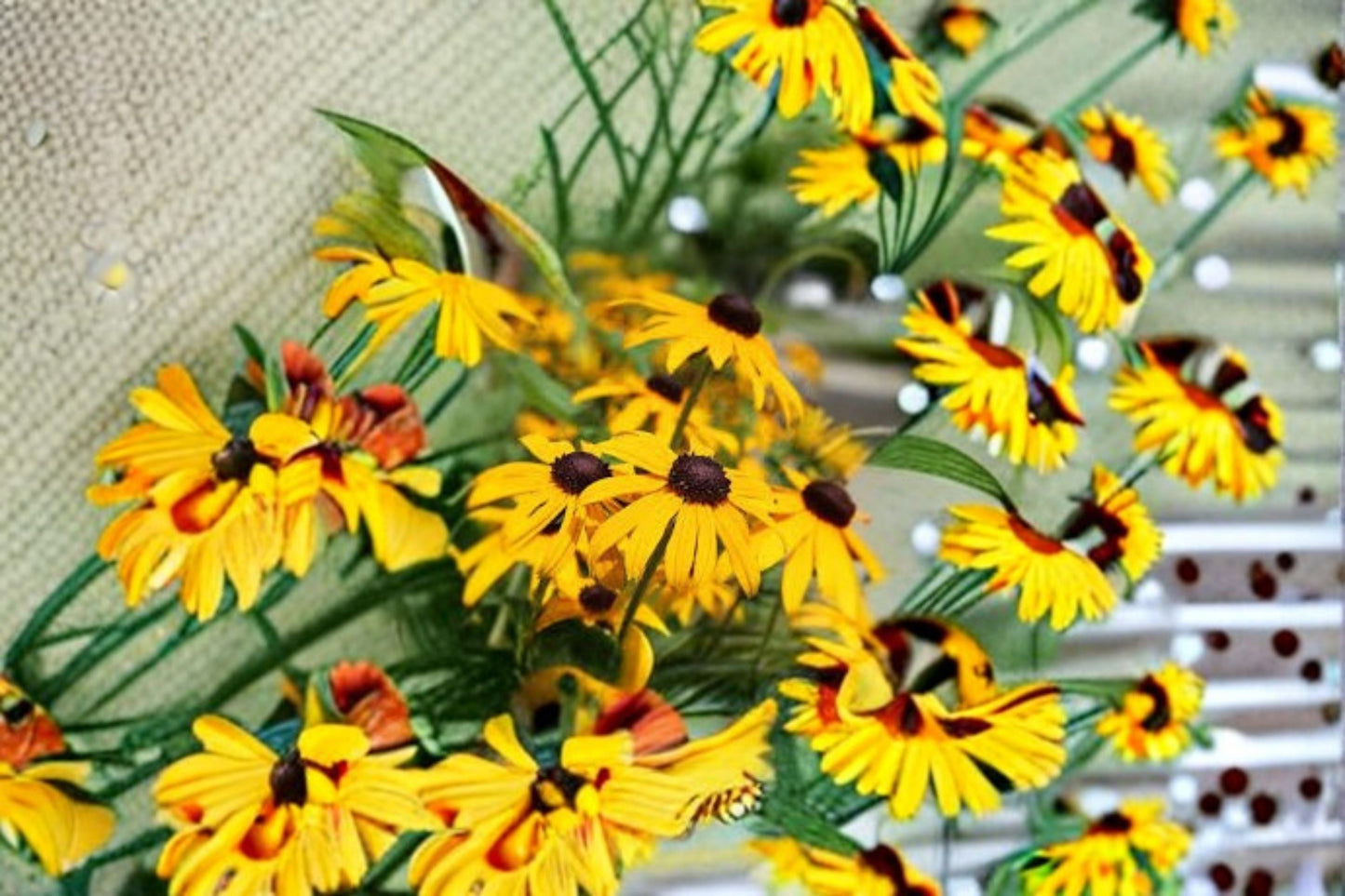 Black Eyed Susan Plant – Rudbeckia hirta – Bright Yellow Flowers for Garden Borders & Beds