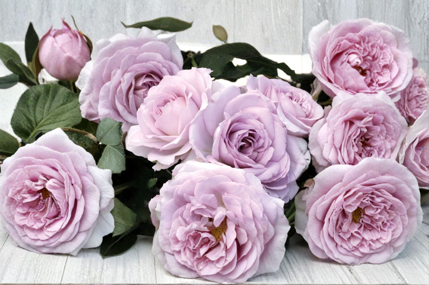 Silver Lining Rose Live Plant – Silvery Gray Cut Rose on Own Roots – Elegant Garden Flower (Rosa)