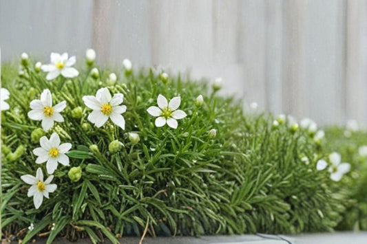 Irish Moss Plant – Sagina subulata Ground Cover, Evergreen, Low-Growing, Lush Green Foliage for Gardens & Containers