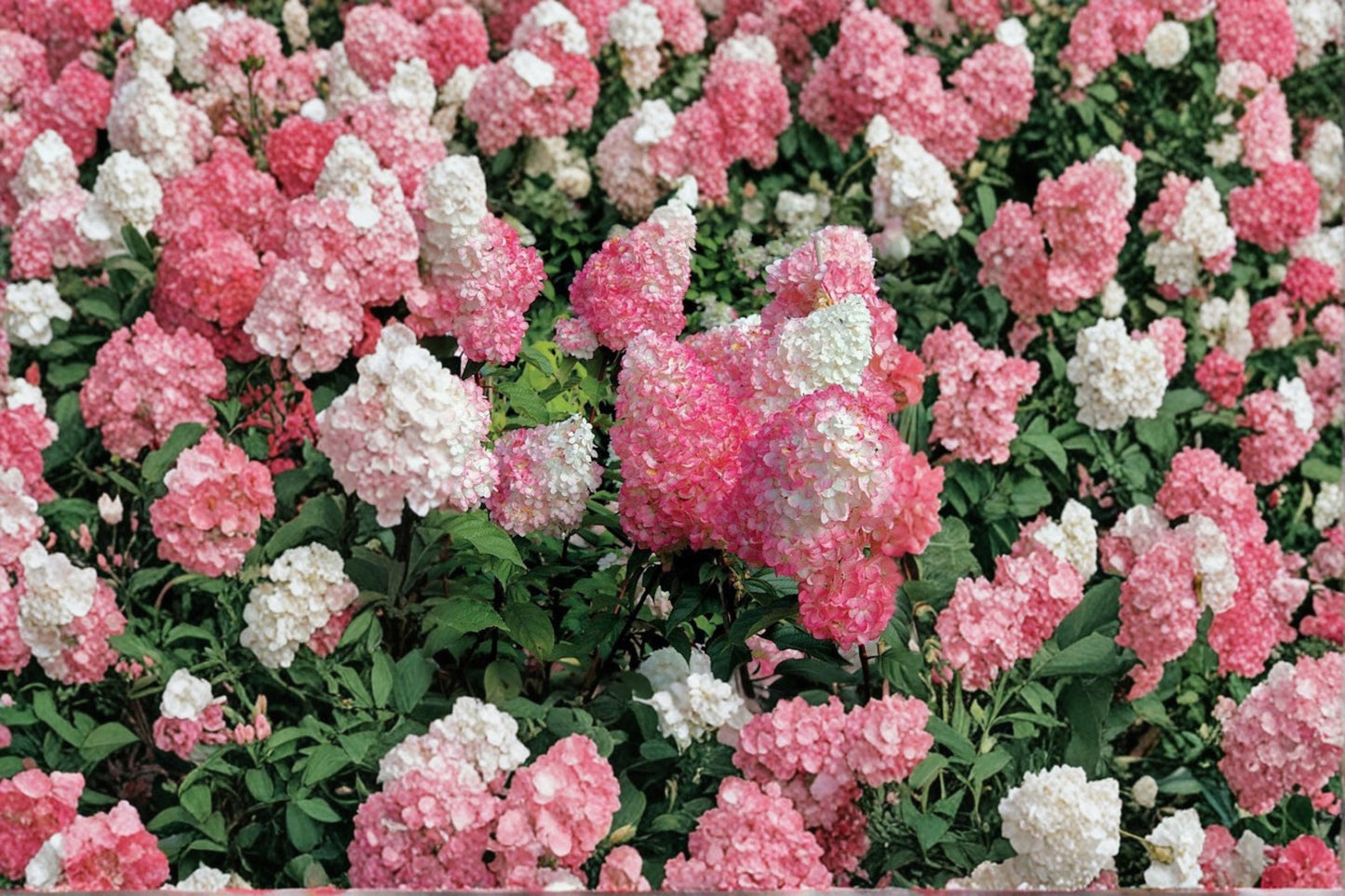 Vanilla Strawberry Hydrangea Cuttings – Hydrangea paniculata – Flowering Shrub for Garden or Container Planting