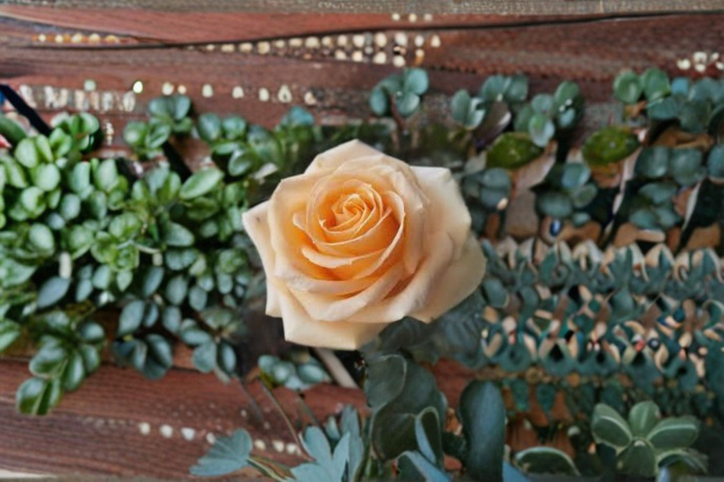 Peach Avalanche Rose Live Plant – Own Root Repeat Blooming Garden Rose – Rosa ‘Peach Avalanche+’