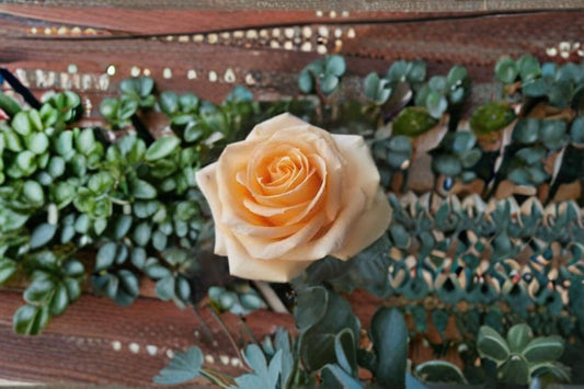 Peach Avalanche Rose Live Plant – Own Root Repeat Blooming Garden Rose – Rosa ‘Peach Avalanche+’