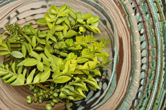 Golden Vicary Privet Plant – Ligustrum x vicaryi – Bright Yellow Foliage Shrub for Hedges and Borders