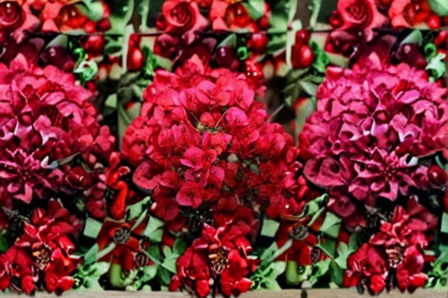 Crimson Bougainvillea Cutting – Bougainvillea spectabilis – Vibrant Red Flowering Plant for Garden, Trellis, or Container Cultivation