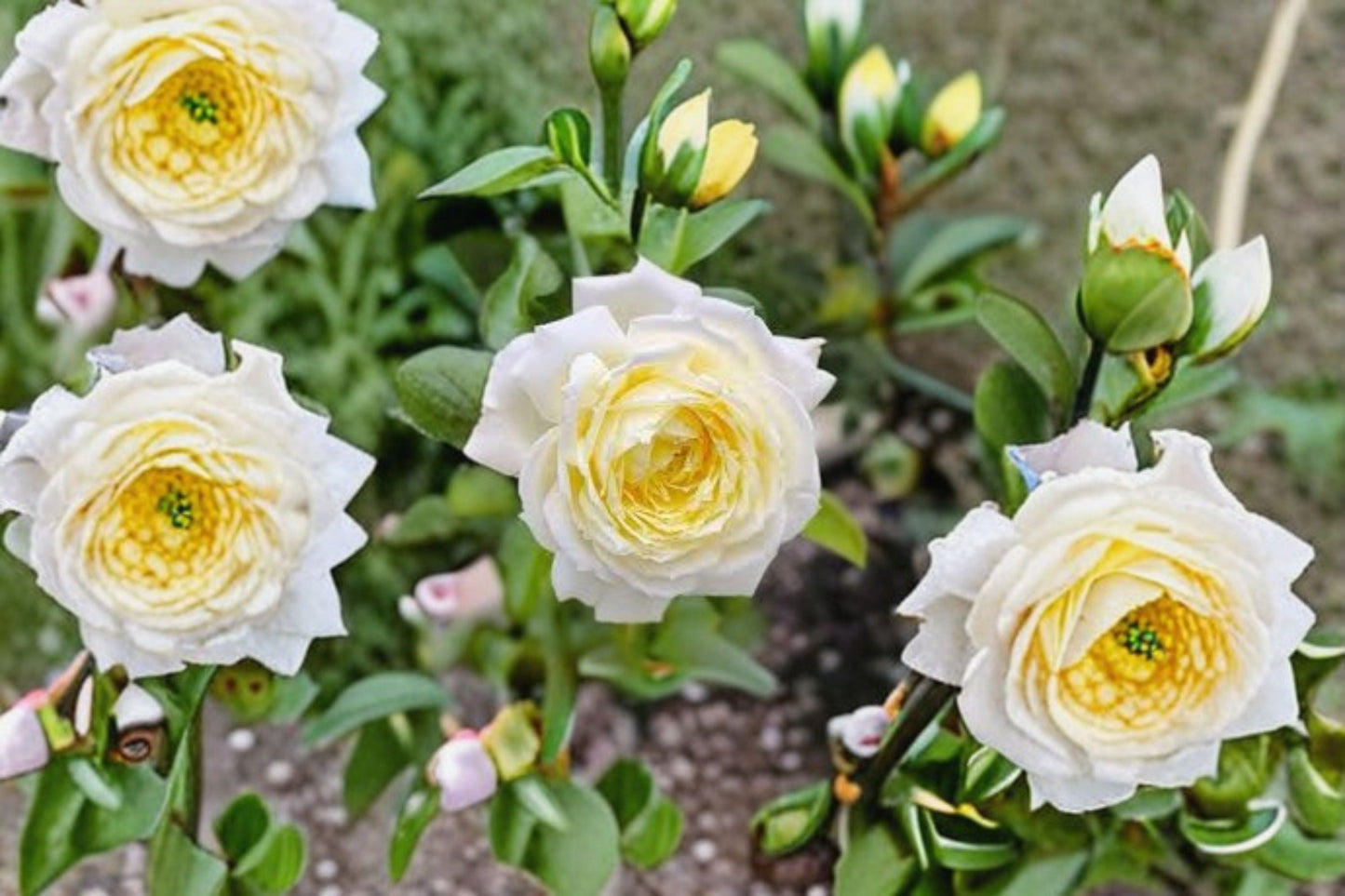 Amnesty International Rose Live Plant – Fragrant Repeat Blooming Rose – Rosa ‘Amnesty’ for Garden or Indoor Display