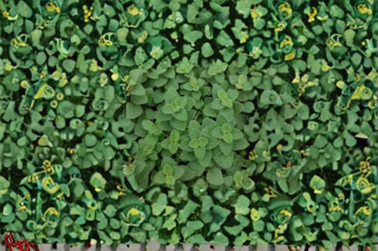 Hot & Spicy Oregano Plant – Origanum vulgare Fresh Culinary Herb for Garden or Container Growing
