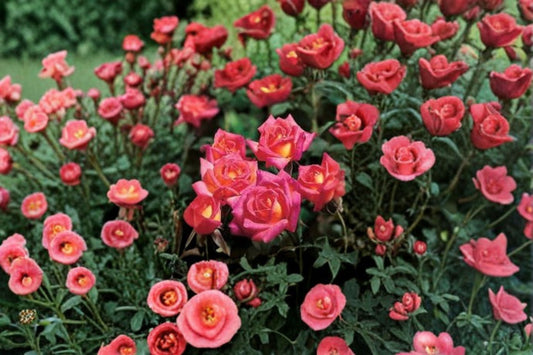 Hot Tamale Miniature Rose Live Plant – 4 Inch Pot – Multicolor Rose Bush – Rosa ‘Hot Tamale’