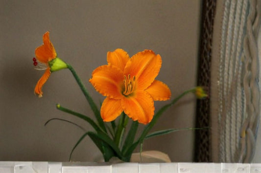 Orange Vols Daylily Live Plant – Bare Root Perennial Flower with Bright Orange Blossoms Hemerocallis fulva