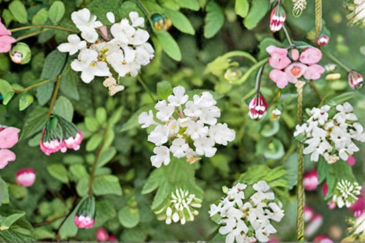 Live Trailing White Lantana Plants – 4–6 Inch Tall – Lantana camara for Hanging Baskets & Containers
