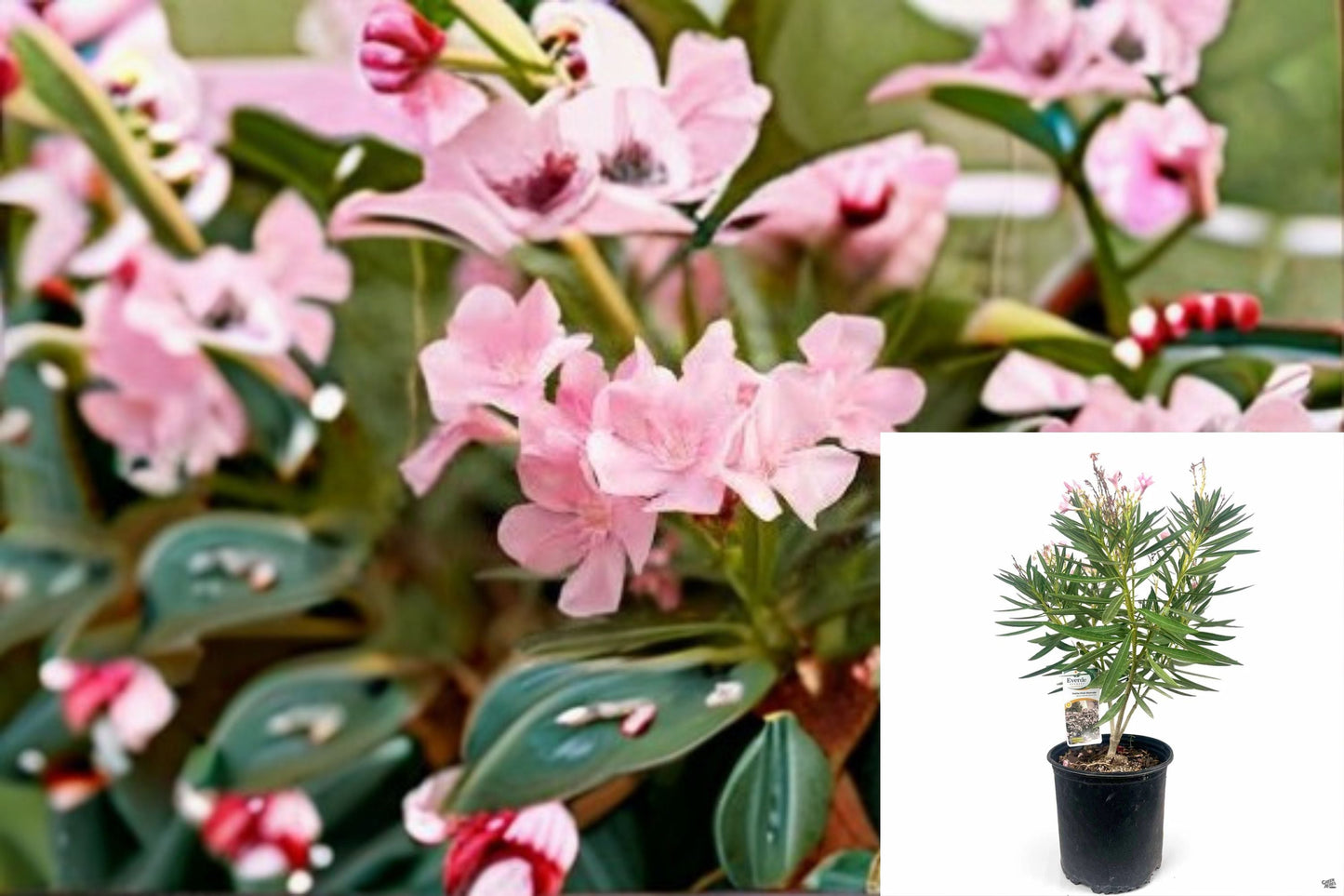 Petite Pink Oleander Plant – Nerium oleander ‘Petite Pink’ – Compact Pink Flowering Shrub for Gardens & Containers