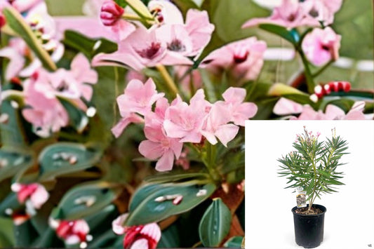 Petite Pink Oleander Plant – Nerium oleander ‘Petite Pink’ – Compact Pink Flowering Shrub for Gardens & Containers