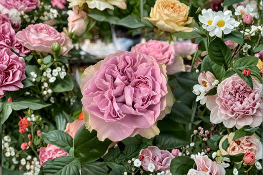 Lilla Villa Rose Live Plant – Ornamental Garden Rose with Pink Blooms – Rosa ‘Lilla Villa Rose’