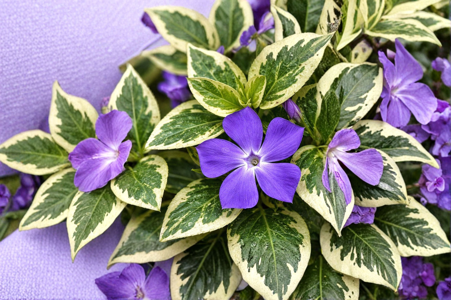 Variegated Vinca Major Plant – Green and White Foliage, Ground Cover, Shade Tolerant, Vinca major