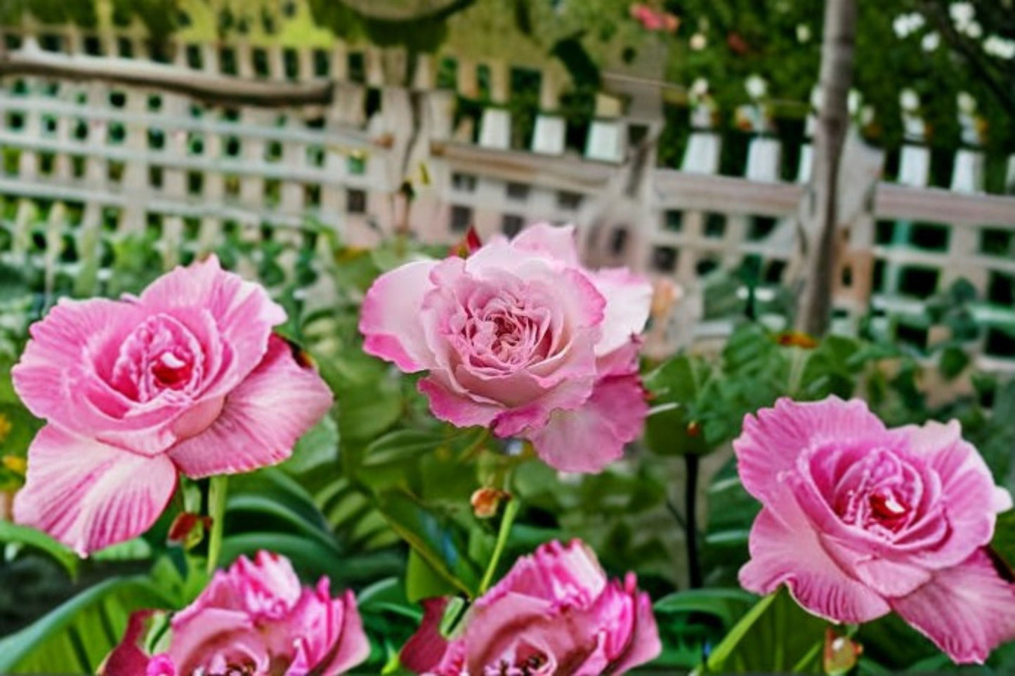 Bella Linda Fairy Rose Live Plant – Pink Garden Rose – Low Maintenance Flowering Shrub Rosa ‘Bella Linda’