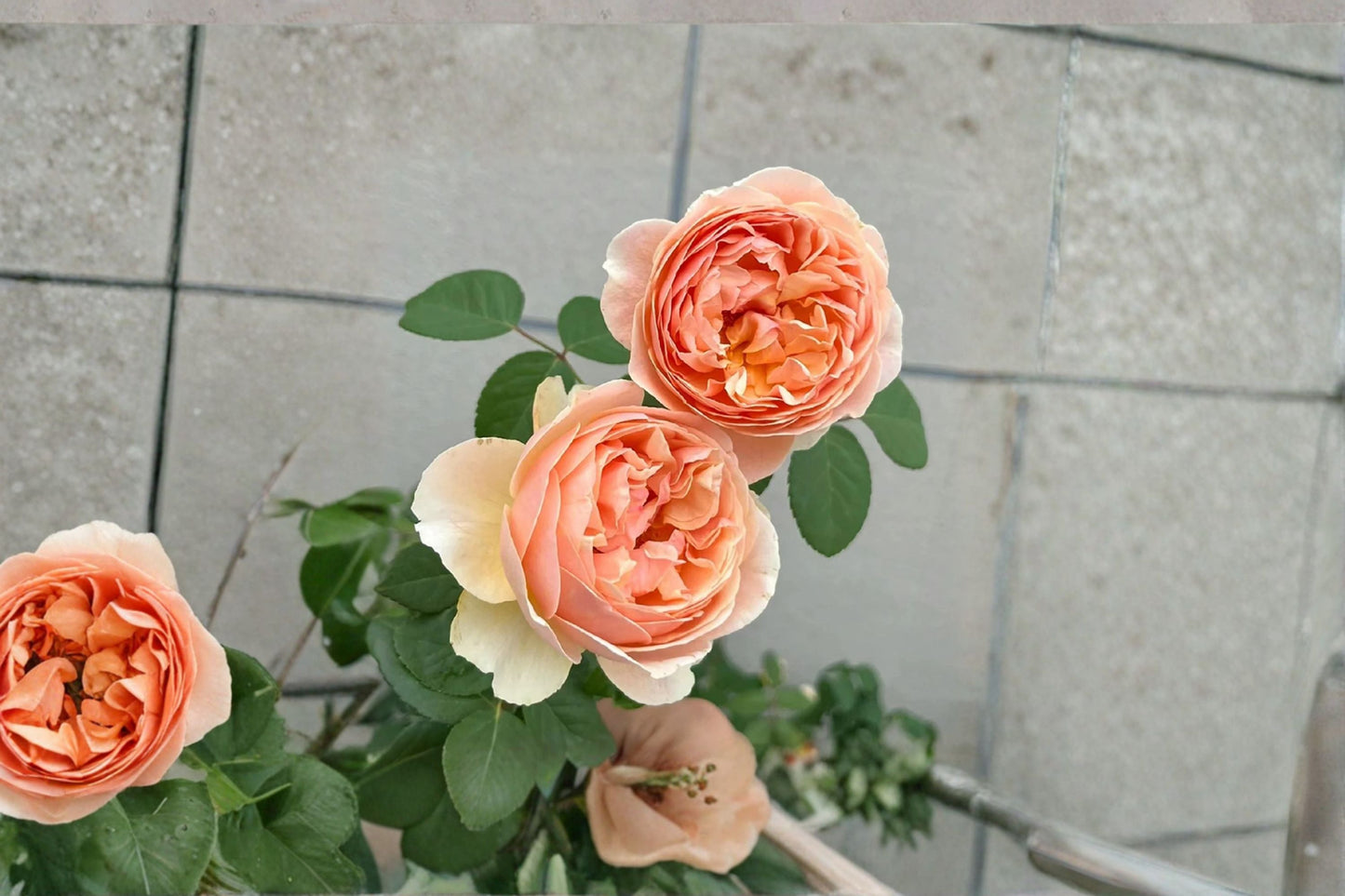Ausjo English Rose Live Plant – Apricot Yellow Garden Rose – Own Root, Fragrant, Hardy, Garden Flower