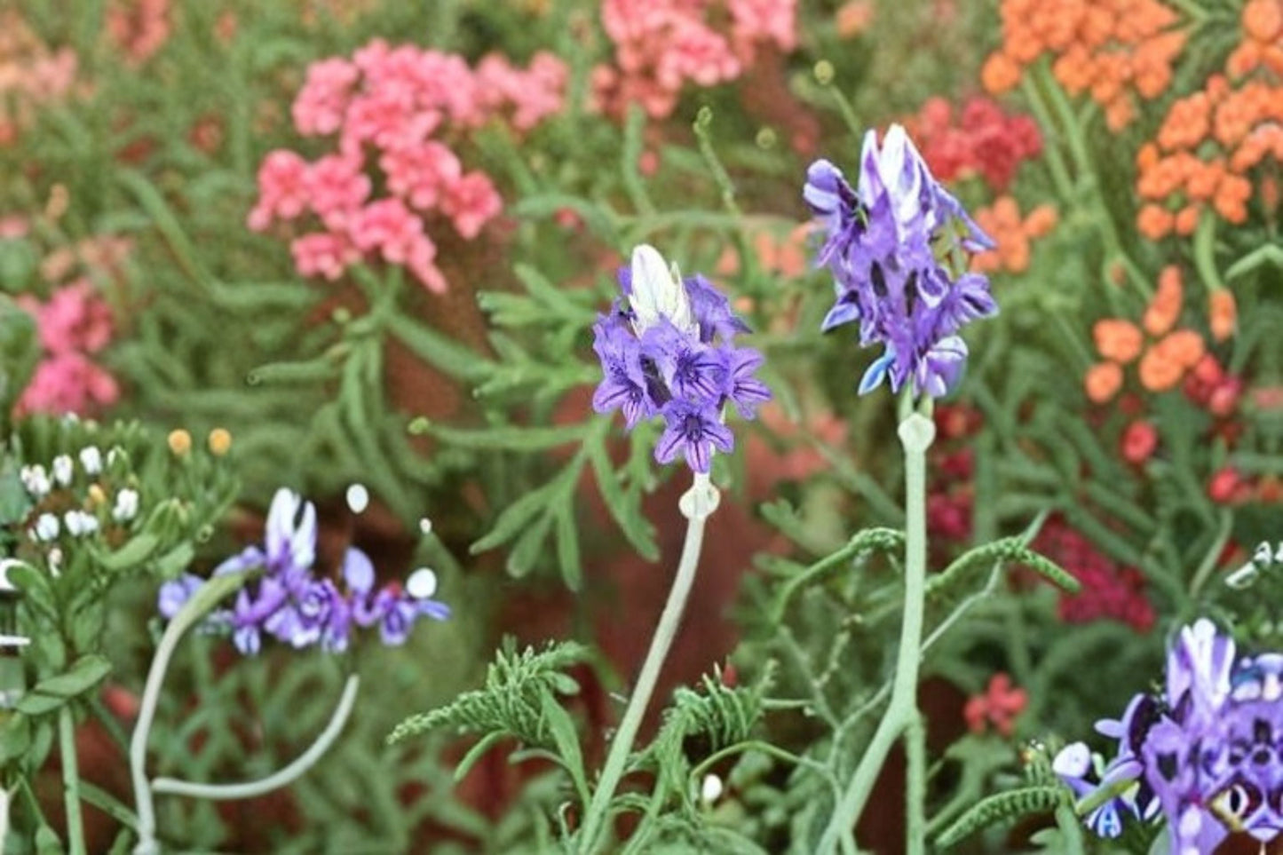 Fernleaf Lavender Plant – Lavandula pinnata – Fragrant, Fern-Like Foliage, Compact, Easy Care, Pollinator Attractant