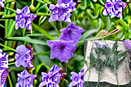 Mexican Petunia Cuttings 12 Pack – Ruellia simplex – Purple Flowering Plant for Garden Borders & Containers
