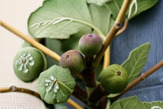 Olympian Fig Live Plant – Cold Hardy Heirloom Fruit Tree – Ficus carica – Sweet Edible Figs for Garden or Patio