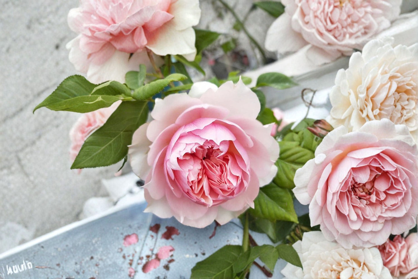 Live Rose Plant – Monique Darve Elegant Garden Rose with Fragrant Blooms, Vibrant Foliage, Rosa 'Monique Darve'