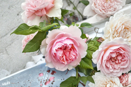 Live Rose Plant – Monique Darve Elegant Garden Rose with Fragrant Blooms, Vibrant Foliage, Rosa 'Monique Darve'