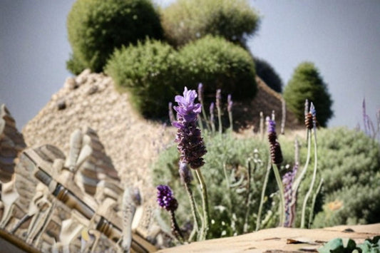 Lavandula x ginginsii ‘Goodwin Creek Grey’ Lavender Plants – 2, 4, or 6 Pack, Fragrant Purple Blooms, Silvery Foliage, Pollinator Attractant