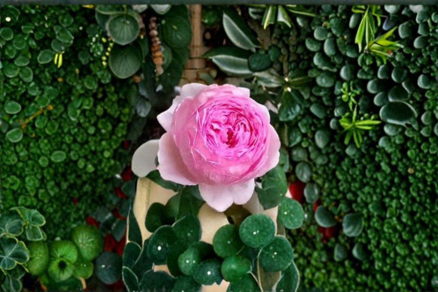 Yu Huan Ming Rose Live Plant – Fragrant Pink Chinese Cut Rose – Garden Flower, Floral Arrangement, Easy Care, Rosa